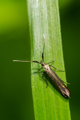 Coleophora mayrella