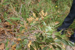 Clethra fimbriata