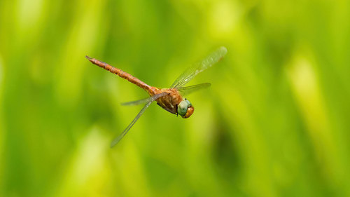 Rudasis laumžirgis nuotrauka