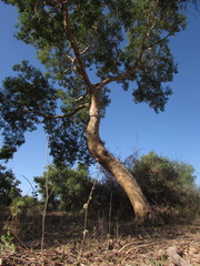 Albizia sinaloensis