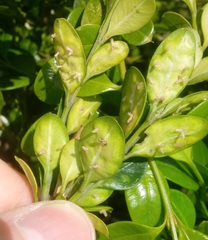 Monarthropalpus flavus