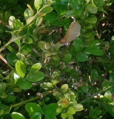 Monarthropalpus flavus