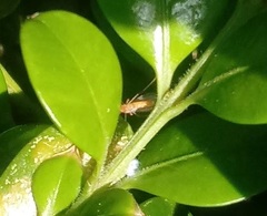 Monarthropalpus flavus