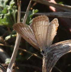 Euchrysops