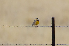 Sturnella magna lilianae