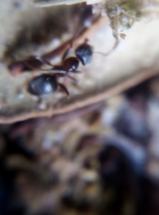 Lasius