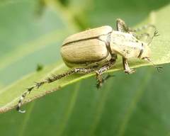 Macrodactylus nigripes