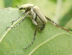 Macrodactylus nigripes