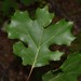 Mapleleaf Oak - Photo (c) James Ojascastro, some rights reserved (CC BY-NC-SA), uploaded by James Ojascastro
