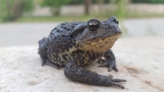 Bufo sachalinensis
