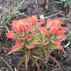 Castilleja nervata