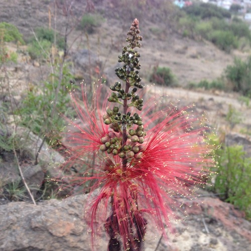 tree calliandra