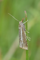 Thisanotia chrysonuchella