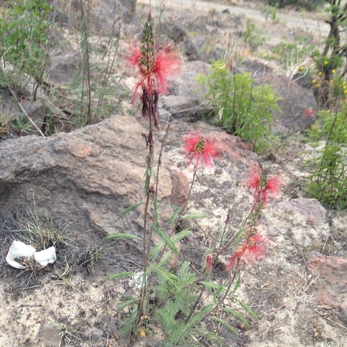tree calliandra