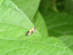 Chrysoesthia sexguttella