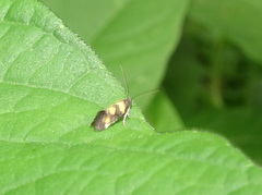 Chrysoesthia sexguttella