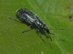 Cimberis attelaboides