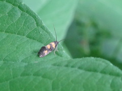 Chrysoesthia sexguttella