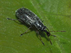 Cimberis attelaboides