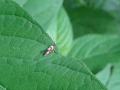 Chrysoesthia sexguttella