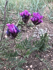 Oxytropis intermedia
