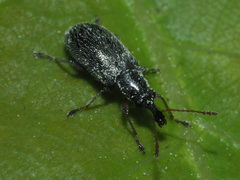 Cimberis attelaboides