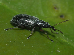 Cimberis attelaboides