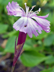 Dianthus gratianopolitanus