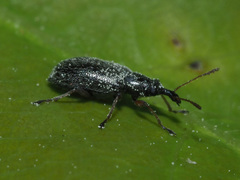 Cimberis attelaboides