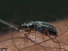 Cimberis attelaboides