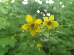 Geum urbanum