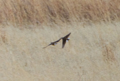 Sturnella magna lilianae