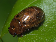Gonioctena pallida