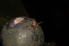 Pterolophia postfasciculata