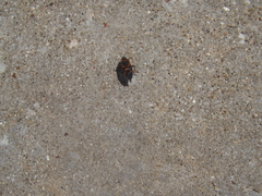 Lygaeus kalmii angustomarginatus