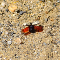 Calligrapha multipunctata