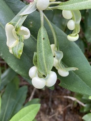 Exobasidium vaccinii