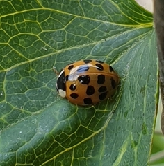 Harmonia axyridis
