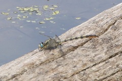 Arigomphus