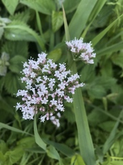 Valeriana dioica