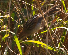Cisticola galactotes
