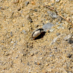 Calligrapha multipunctata