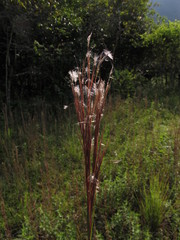 Schizachyrium condensatum