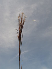 Schizachyrium condensatum