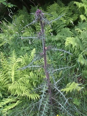 Cirsium palustre
