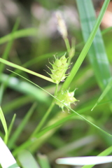 Carex tuckermanii