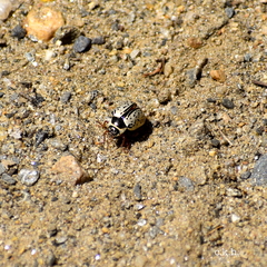 Calligrapha multipunctata