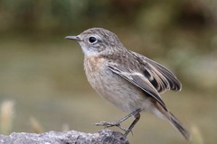 Saxicola dacotiae