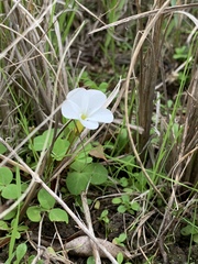Oxalis minuta