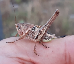 Decticus loudoni